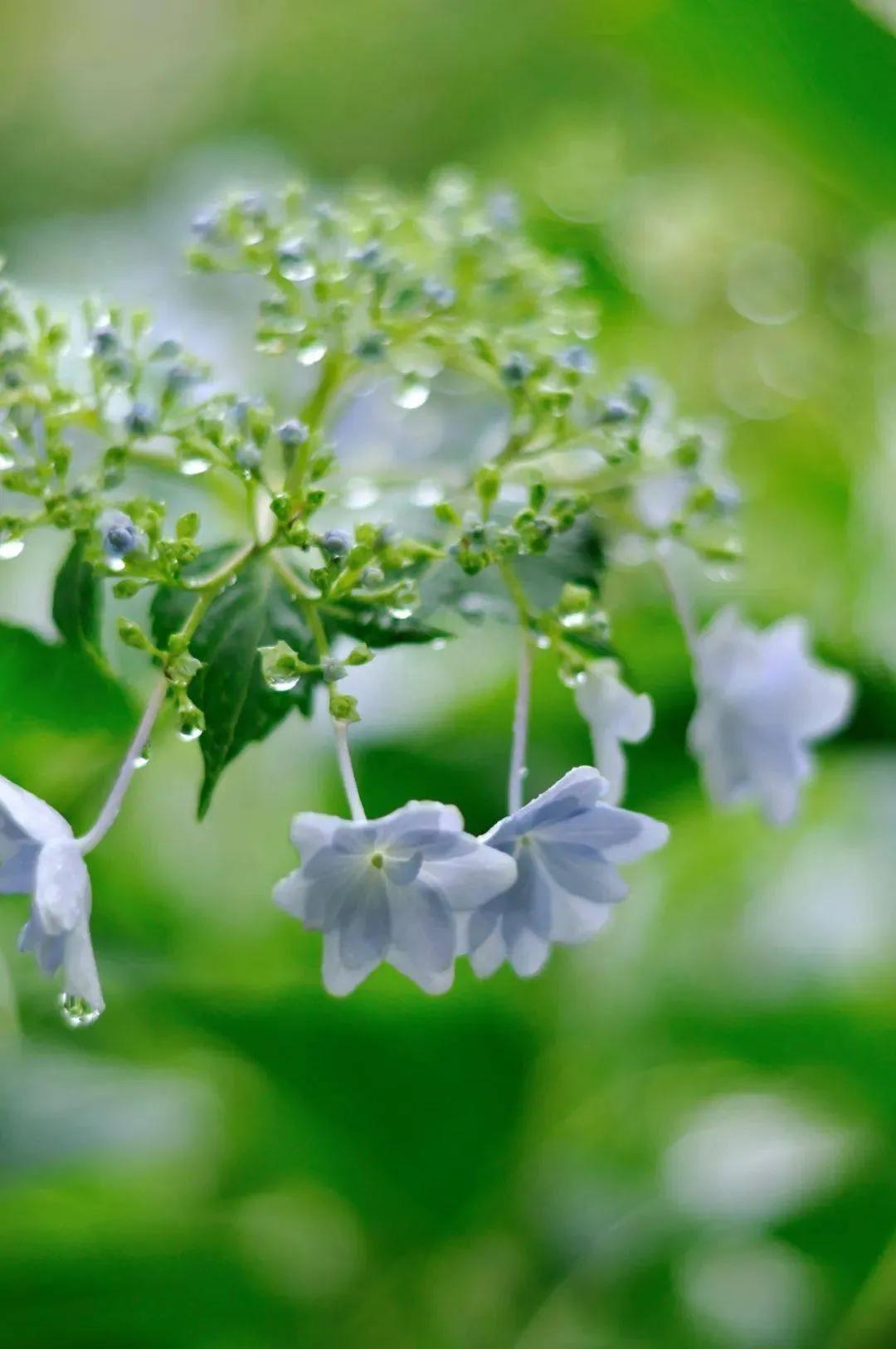 雨后适合发圈句子 雨后的清晨 空气清新 深呼吸一下 静静感受立夏之美(图1)