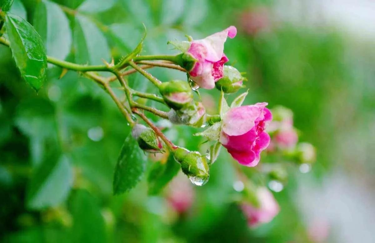 雨后适合发圈句子 雨后的清晨 空气清新 深呼吸一下 静静感受立夏之美(图3)