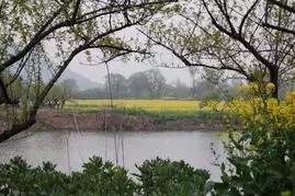 映日樱花空灿漫,拂风杨柳自娉婷——咏春词六首(图4) 映日樱花空灿漫,拂风杨柳自娉婷——咏春词六首(图4)