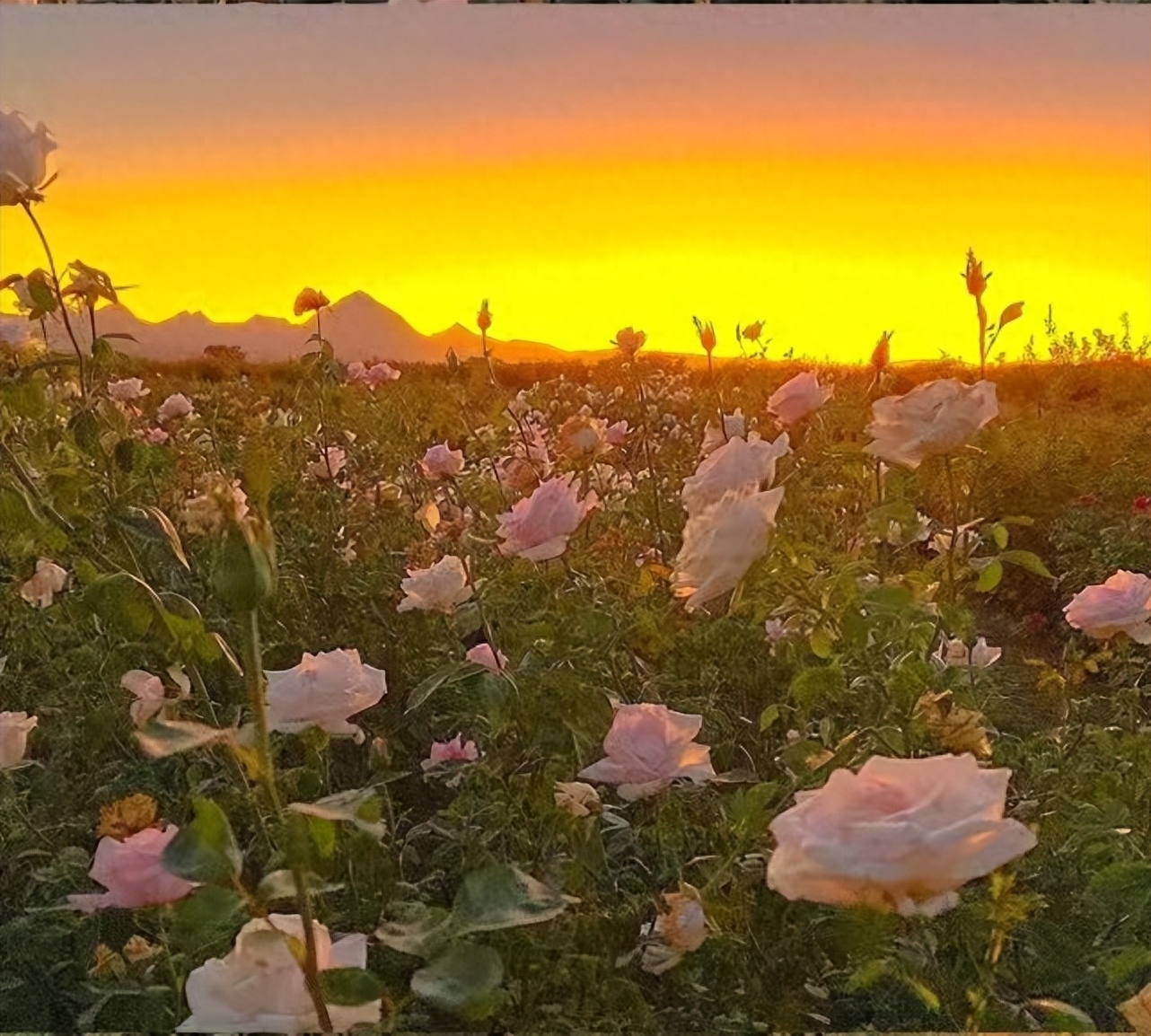 文案｜"分享欲是最高级的爱"(图1)