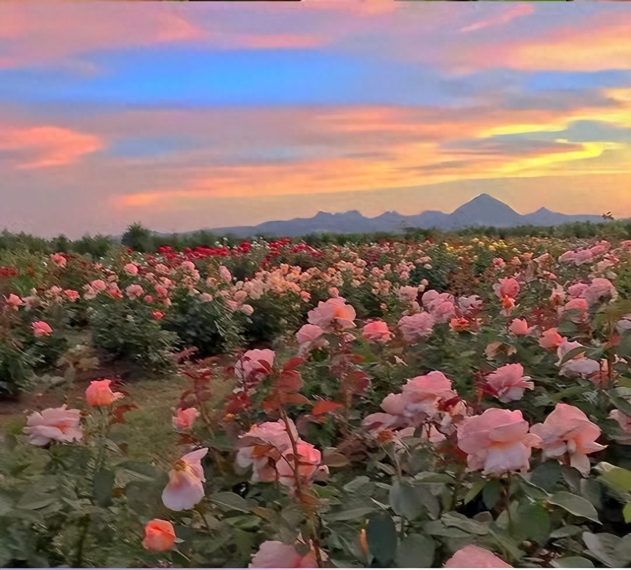 文案｜"分享欲是最高级的爱"(图2)