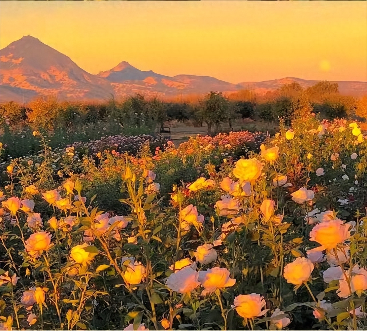 文案｜"分享欲是最高级的爱"(图4)