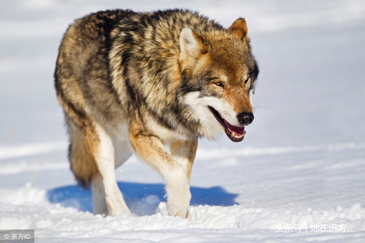 狼的格言，值得一看(图1)