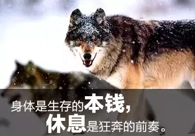 《狼图腾》中狼的15句人生格言(图5)