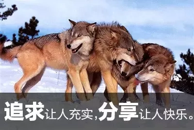 《狼图腾》中狼的15句人生格言(图6)