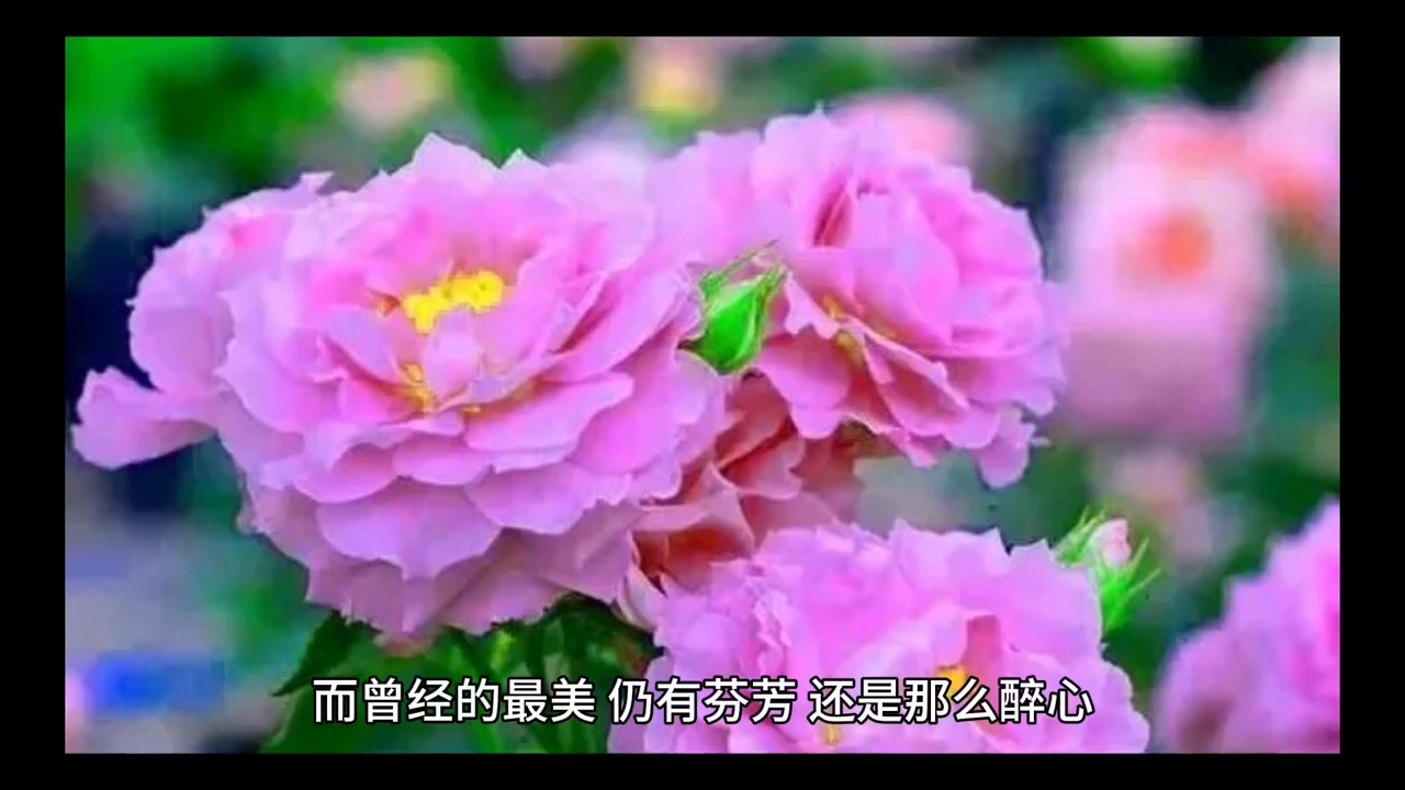 一首唯美歌曲《曾经最美》在耳边响起，仿佛在流云上舞蹈(图5)