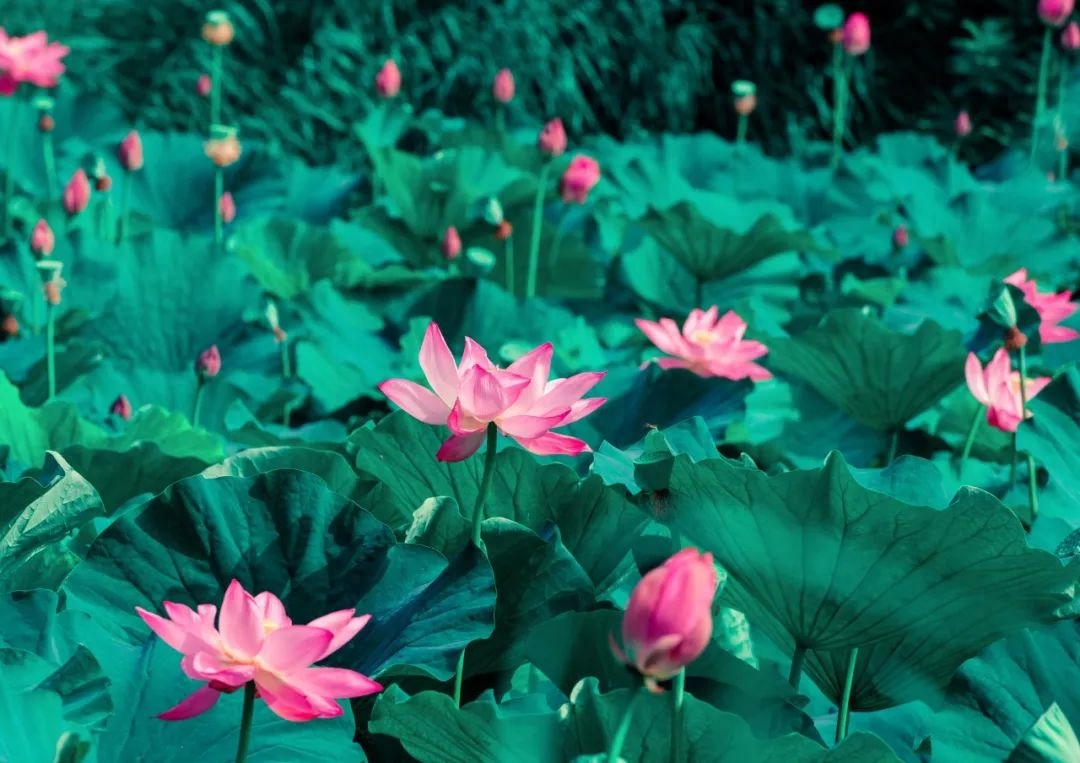 李白笔下的夏日，时光清浅，岁月如莲(图4)