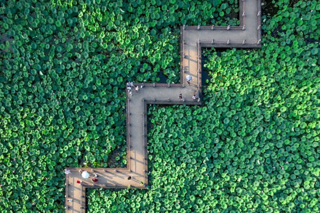 李白笔下的夏日，时光清浅，岁月如莲(图5)