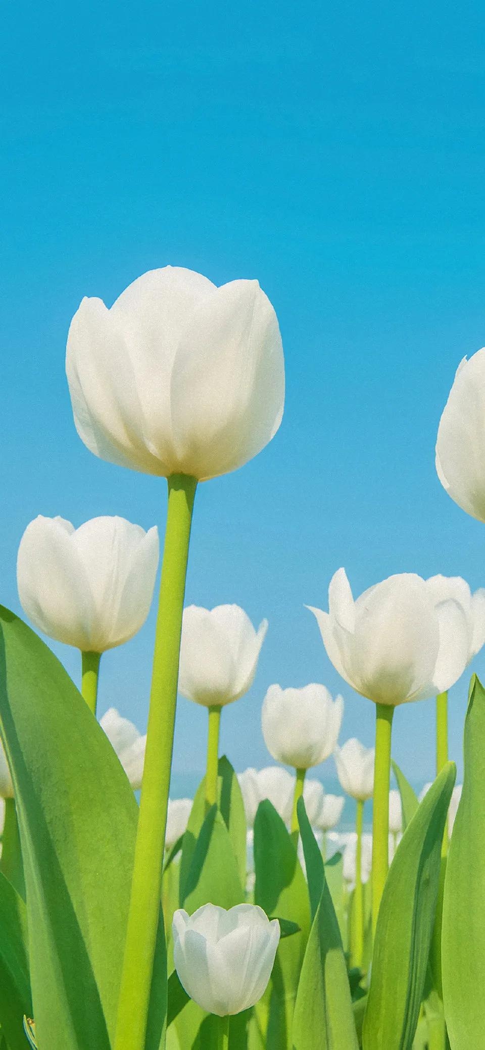 激励人心句子0069|坚持需要长时间的积累(图1)