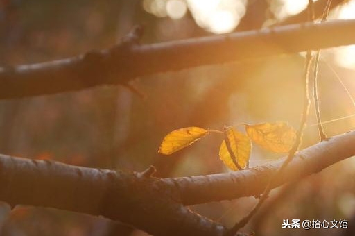 情感语录：适合发给爱人的情话，简短暖心(图3)