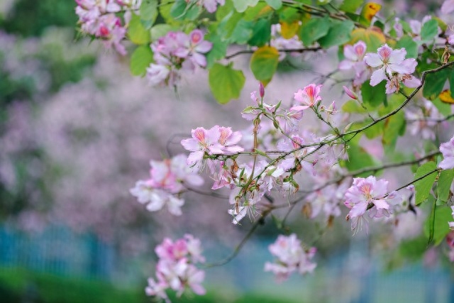 年年花盛开，年年等你来，笑对世事沧桑，流年安然无恙(图1)