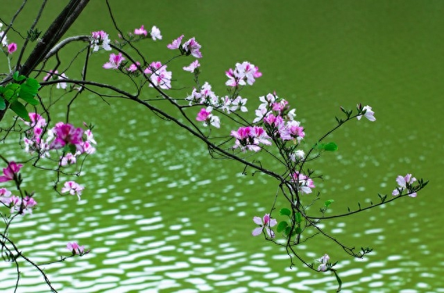 年年花盛开，年年等你来，笑对世事沧桑，流年安然无恙(图2)