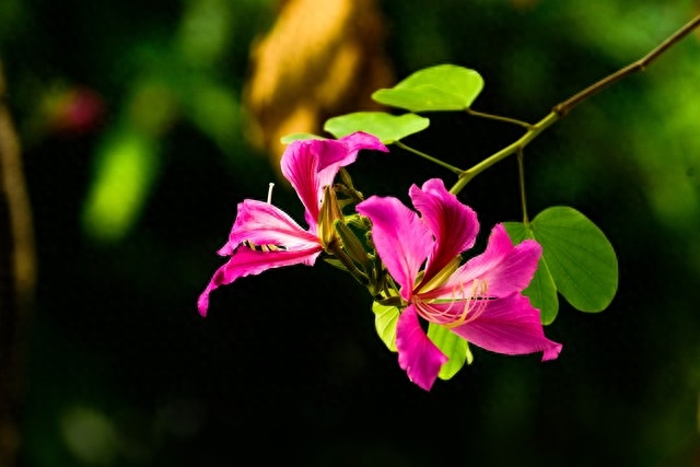 年年花盛开，年年等你来，笑对世事沧桑，流年安然无恙(图3)