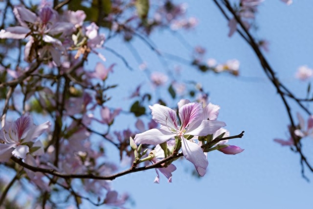 年年花盛开，年年等你来，笑对世事沧桑，流年安然无恙(图5)