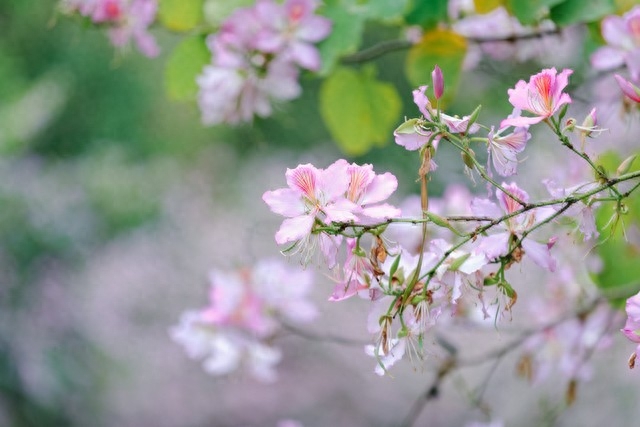 年年花盛开，年年等你来，笑对世事沧桑，流年安然无恙(图6)