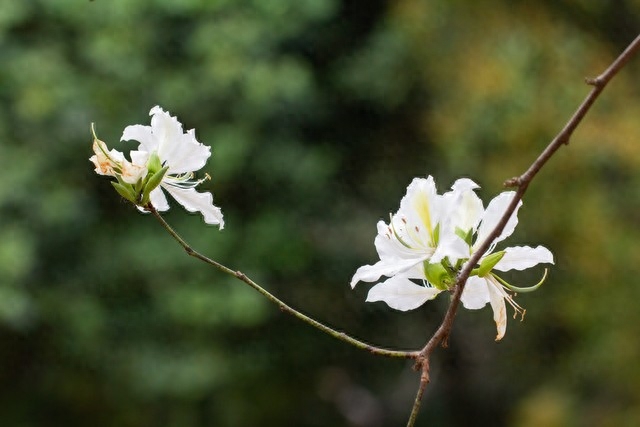 年年花盛开，年年等你来，笑对世事沧桑，流年安然无恙(图7)