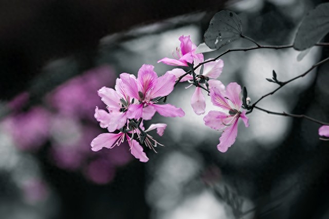 年年花盛开，年年等你来，笑对世事沧桑，流年安然无恙(图8)