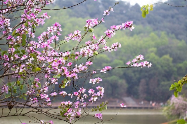 年年花盛开，年年等你来，笑对世事沧桑，流年安然无恙(图10)