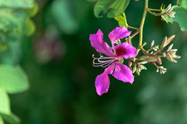 年年花盛开，年年等你来，笑对世事沧桑，流年安然无恙(图12)