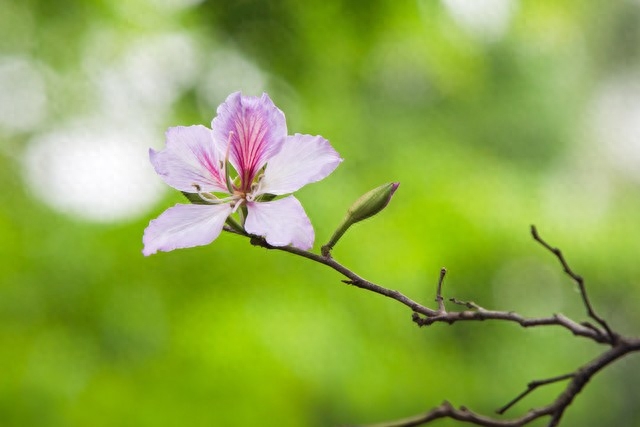 年年花盛开，年年等你来，笑对世事沧桑，流年安然无恙(图13)
