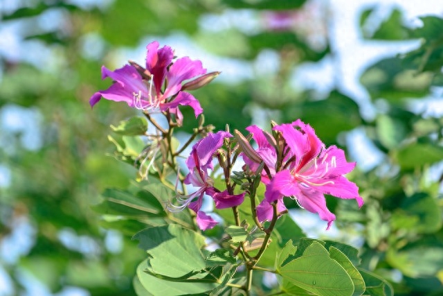 年年花盛开，年年等你来，笑对世事沧桑，流年安然无恙(图14)