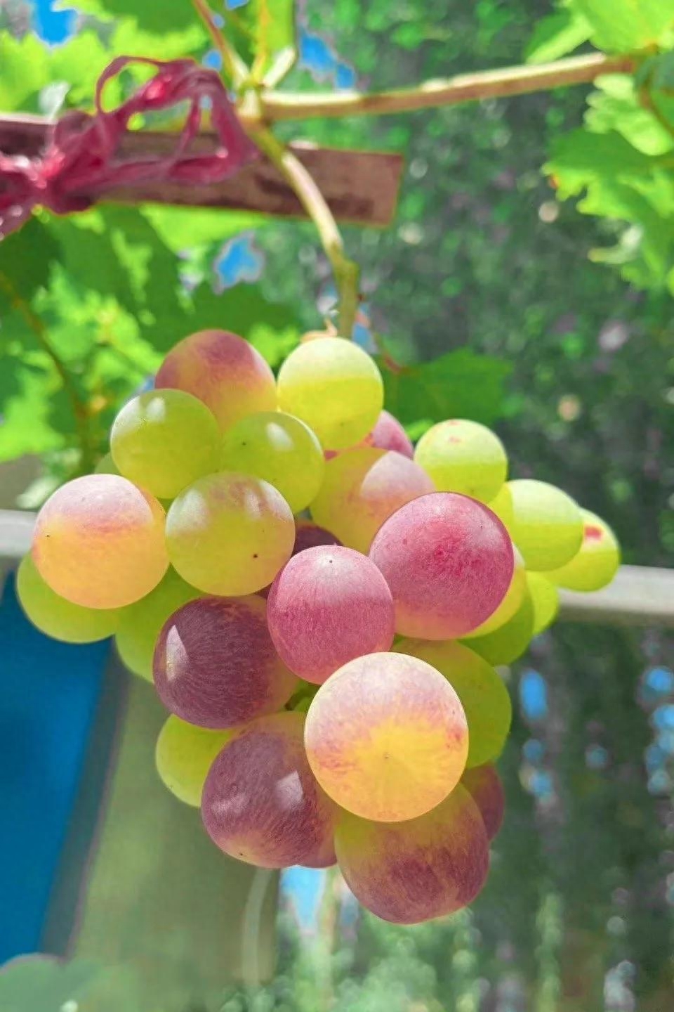 文案｜“最好的时光在路上，⼀路向阳。”文案，唯美，精致，阳光(图2)