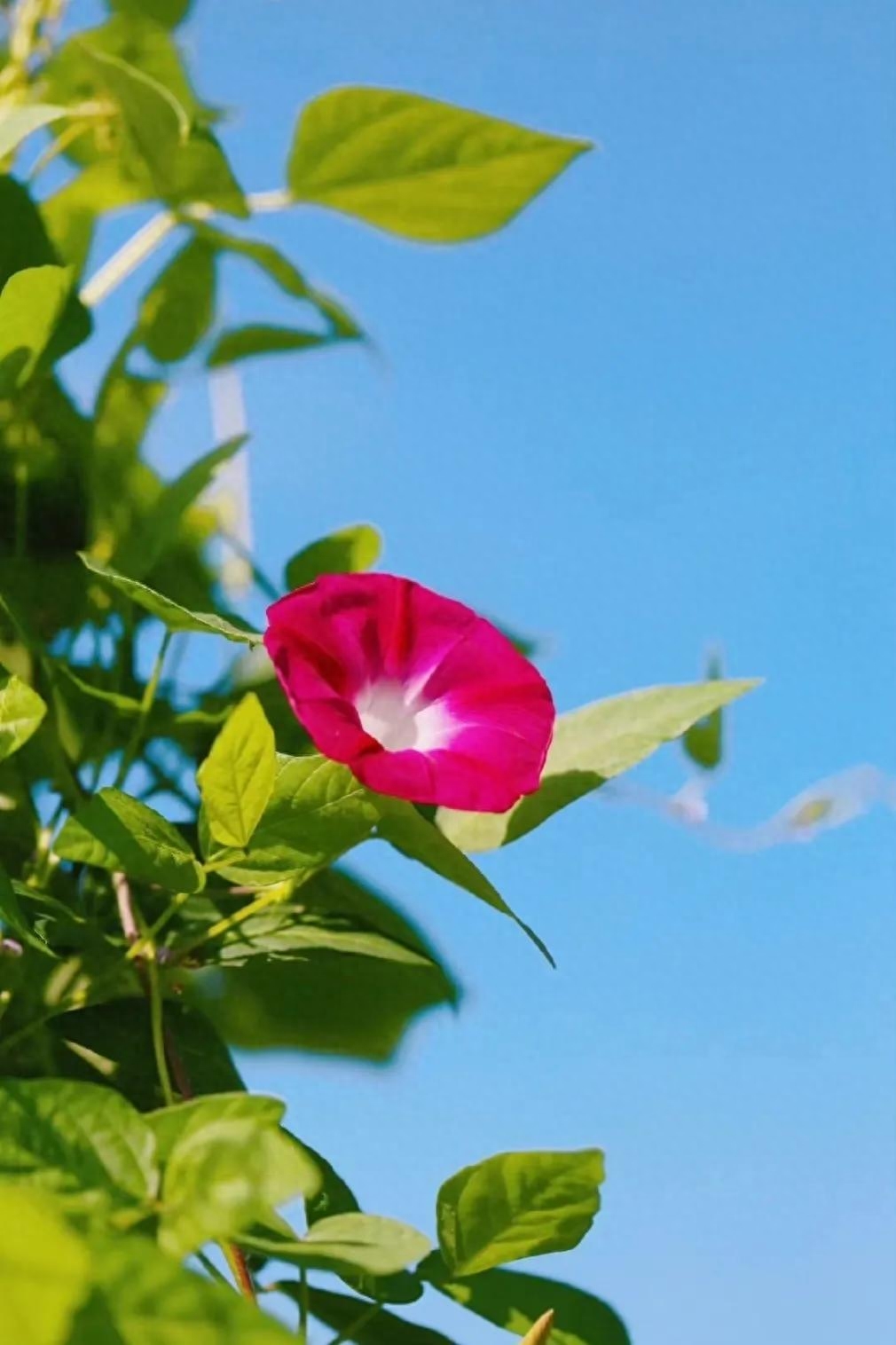 文案｜“最好的时光在路上，⼀路向阳。”文案，唯美，精致，阳光(图8)