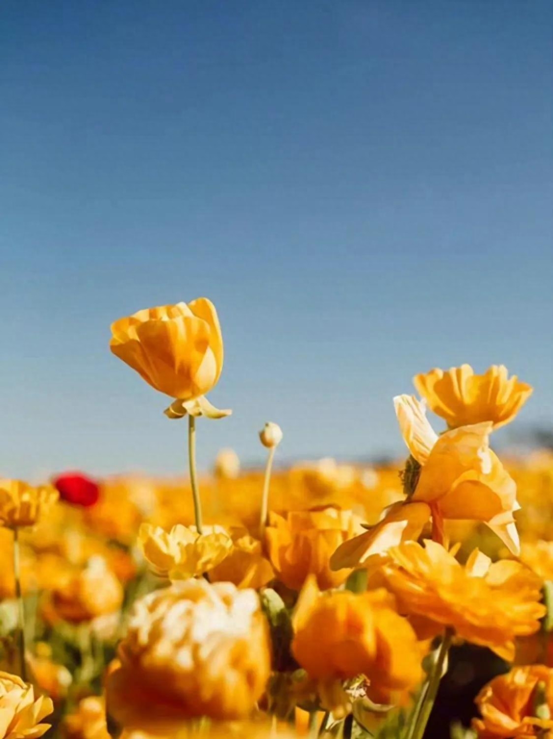 文案｜“最好的时光在路上，⼀路向阳。”文案，唯美，精致，阳光(图10)