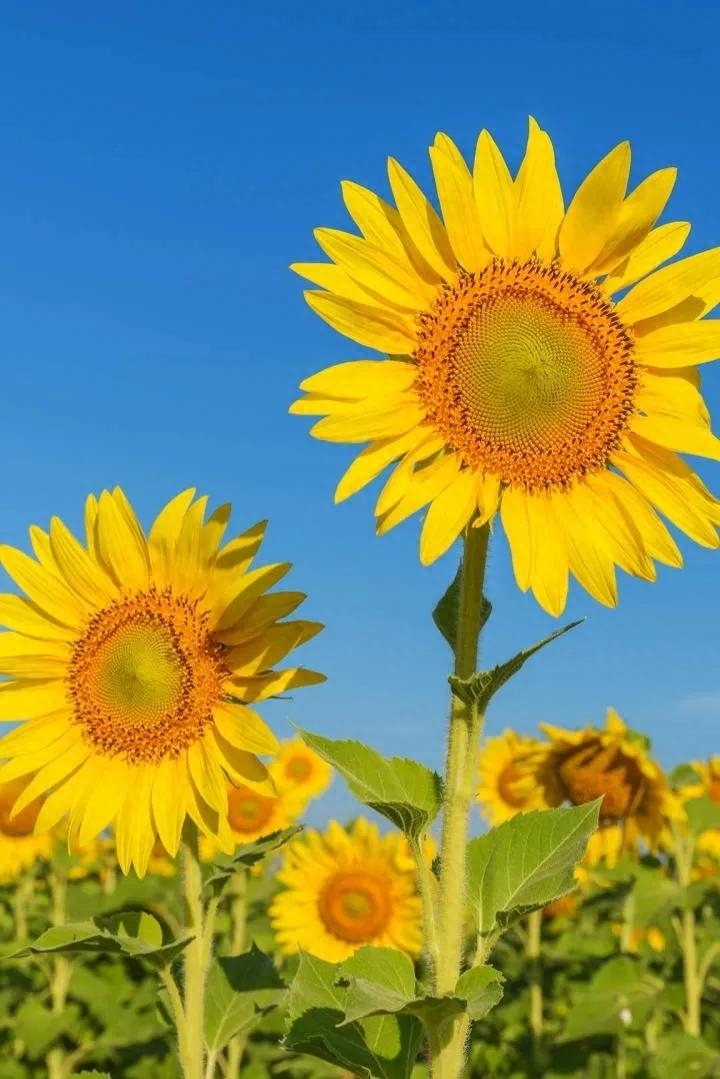 文案｜“最好的时光在路上，⼀路向阳。”文案，唯美，精致，阳光(图11)