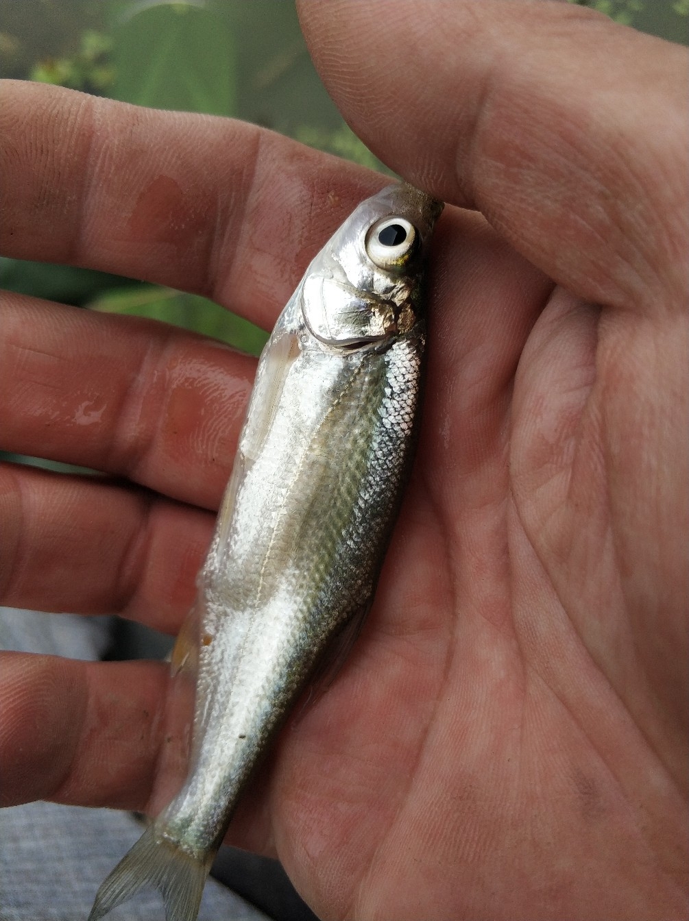 野钓之路其难兮，踏破铁鞋无数双，但也其乐无比(图17)