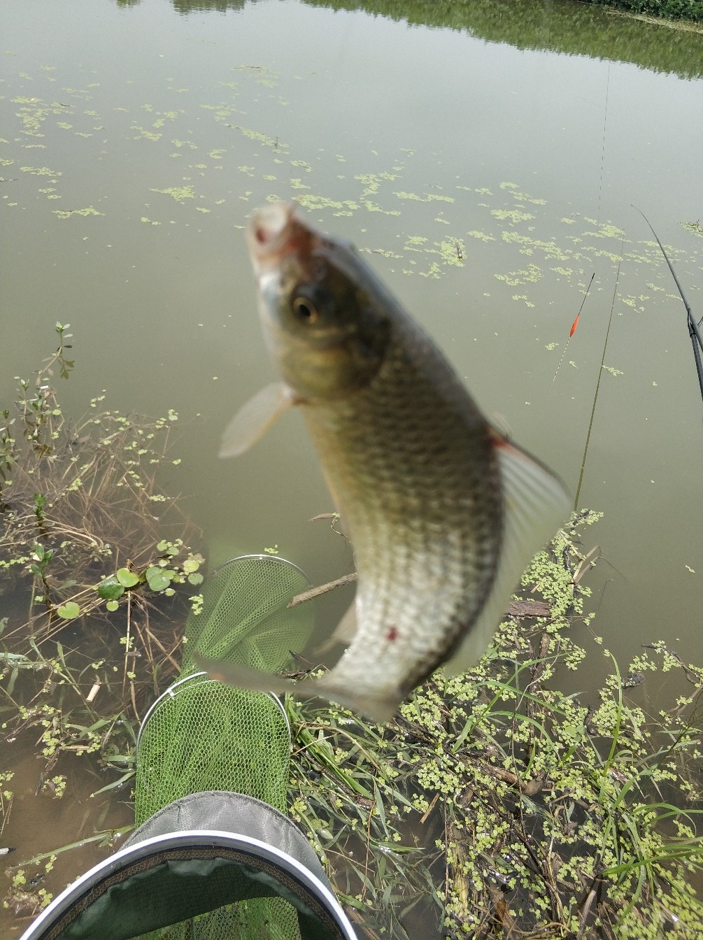 野钓之路其难兮，踏破铁鞋无数双，但也其乐无比(图19)