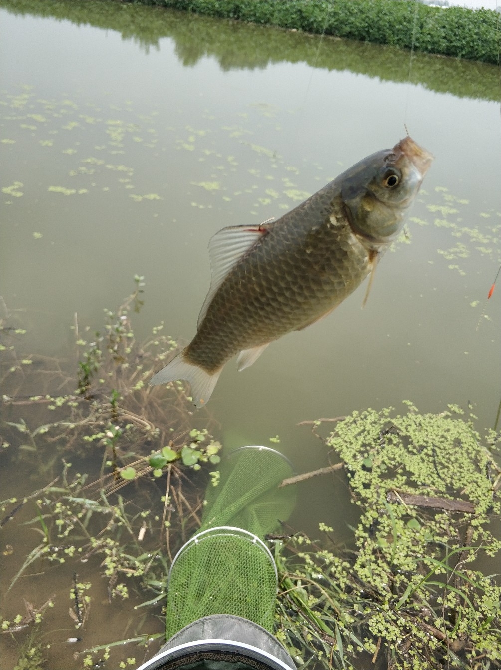野钓之路其难兮，踏破铁鞋无数双，但也其乐无比(图20)
