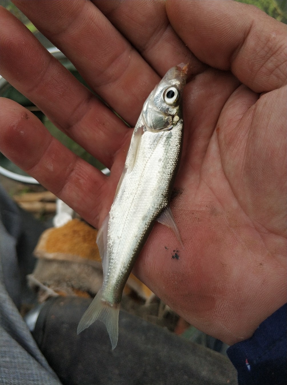 野钓之路其难兮，踏破铁鞋无数双，但也其乐无比(图21)