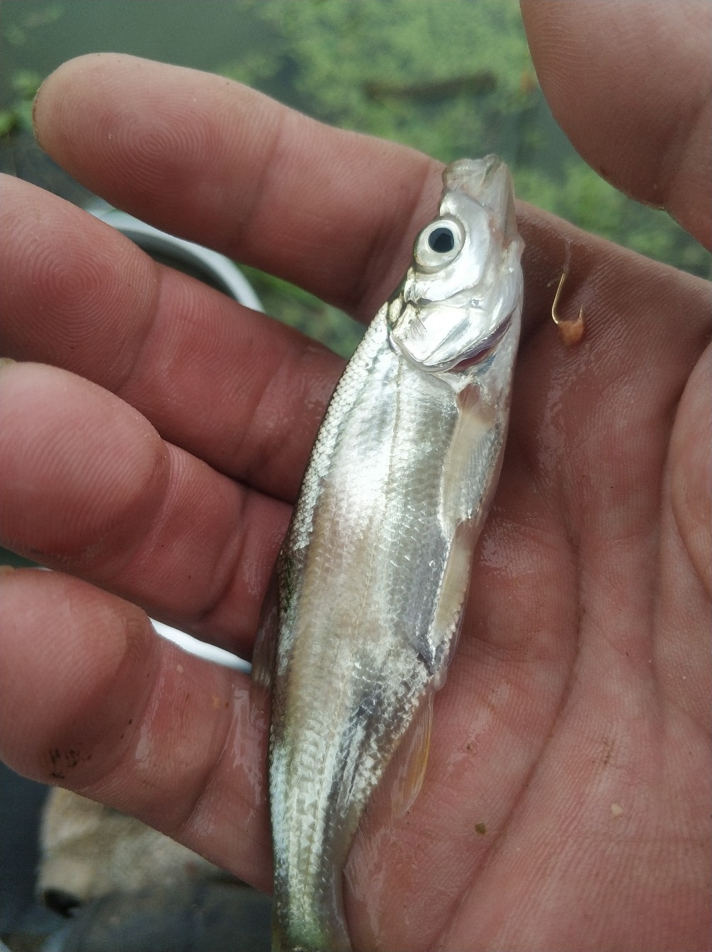 野钓之路其难兮，踏破铁鞋无数双，但也其乐无比(图27)