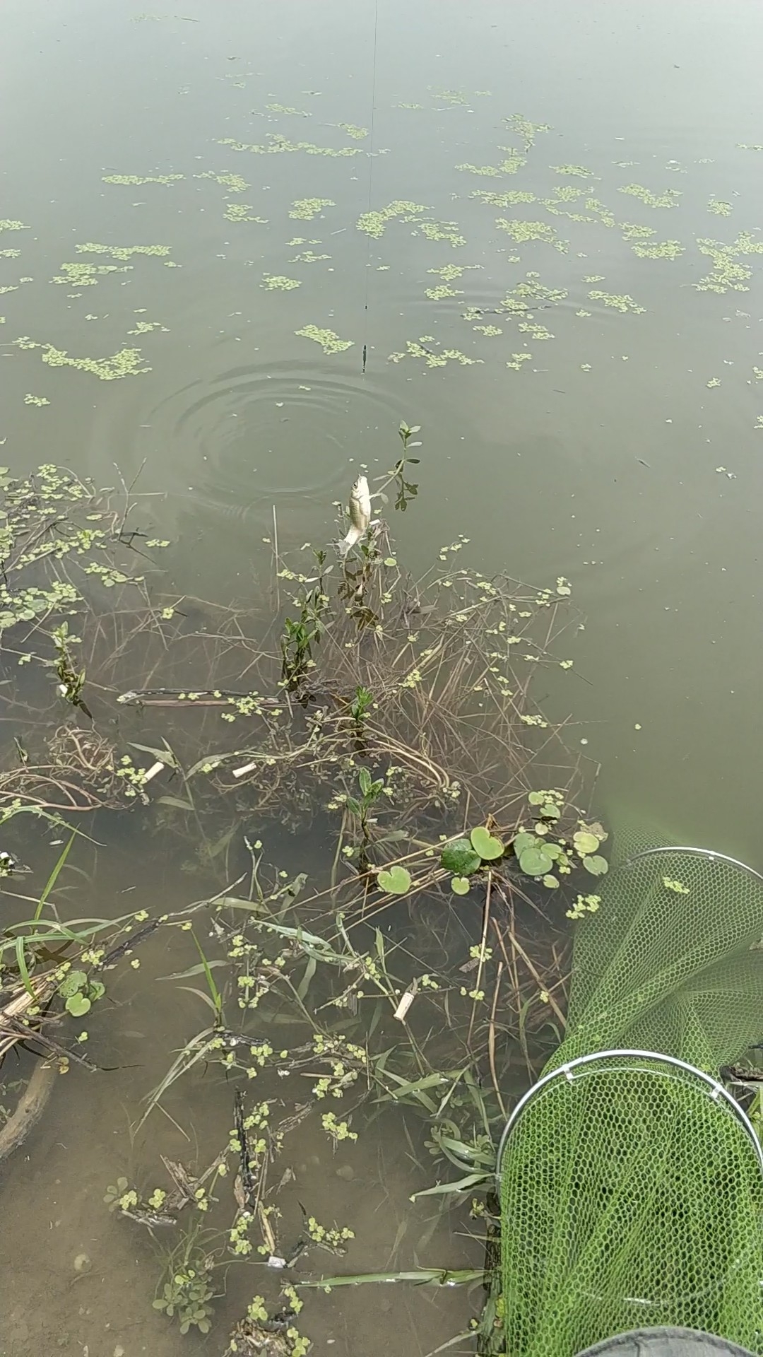 野钓之路其难兮，踏破铁鞋无数双，但也其乐无比(图28)