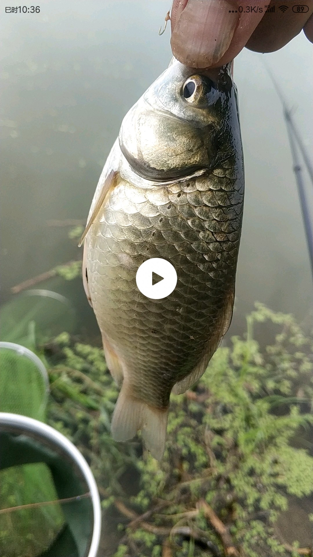 野钓之路其难兮，踏破铁鞋无数双，但也其乐无比(图30)