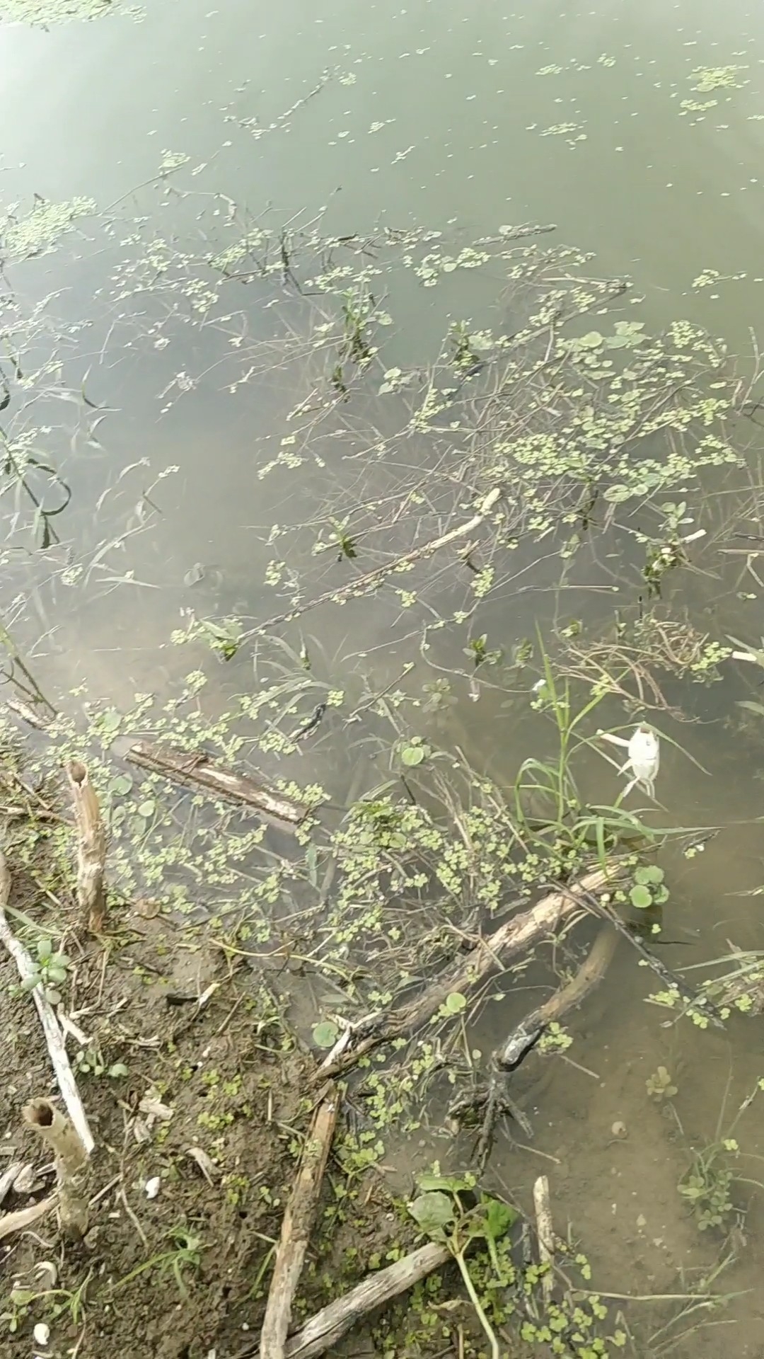 野钓之路其难兮，踏破铁鞋无数双，但也其乐无比(图31)