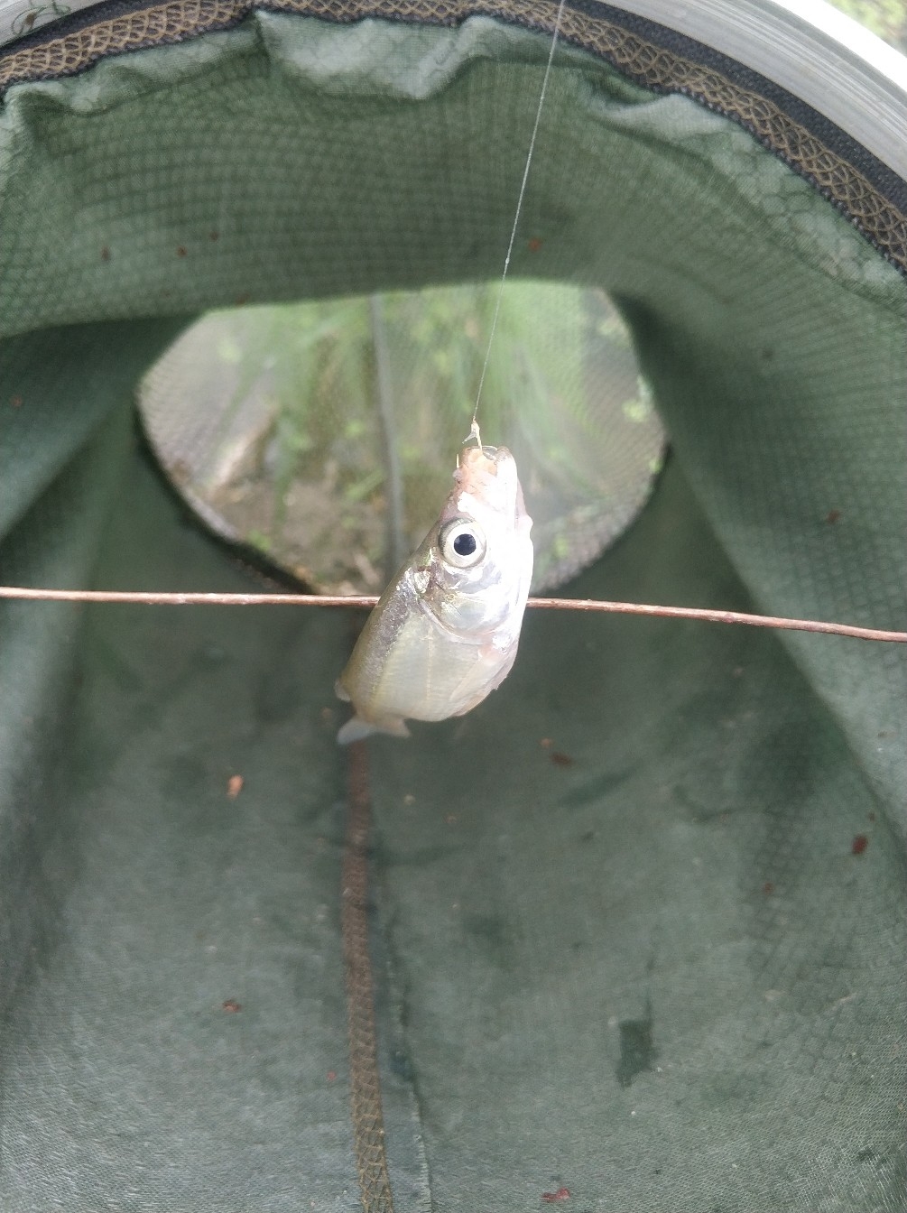 野钓之路其难兮，踏破铁鞋无数双，但也其乐无比(图34)