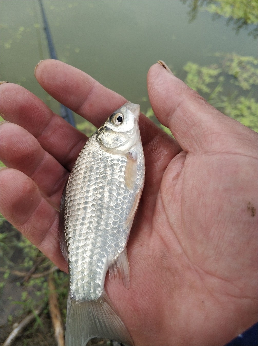 野钓之路其难兮，踏破铁鞋无数双，但也其乐无比(图35)