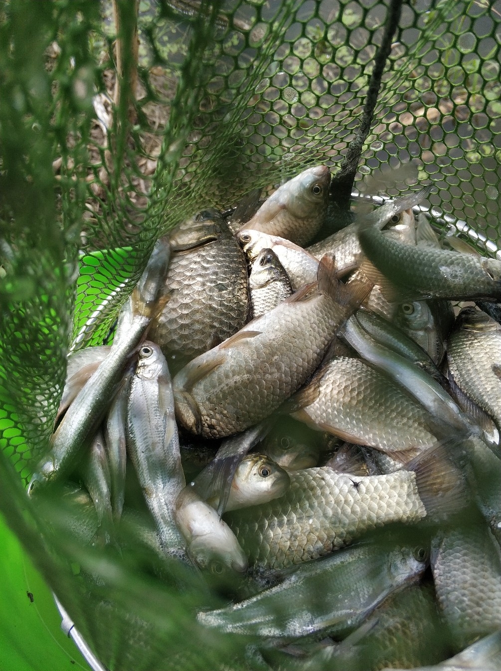 野钓之路其难兮，踏破铁鞋无数双，但也其乐无比(图36)