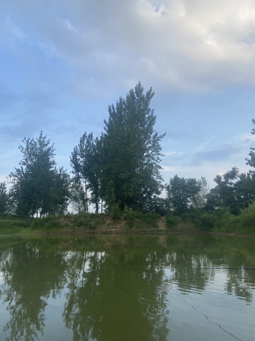 通杀香腥来擒鲫，高温天气莫恋战(图1)