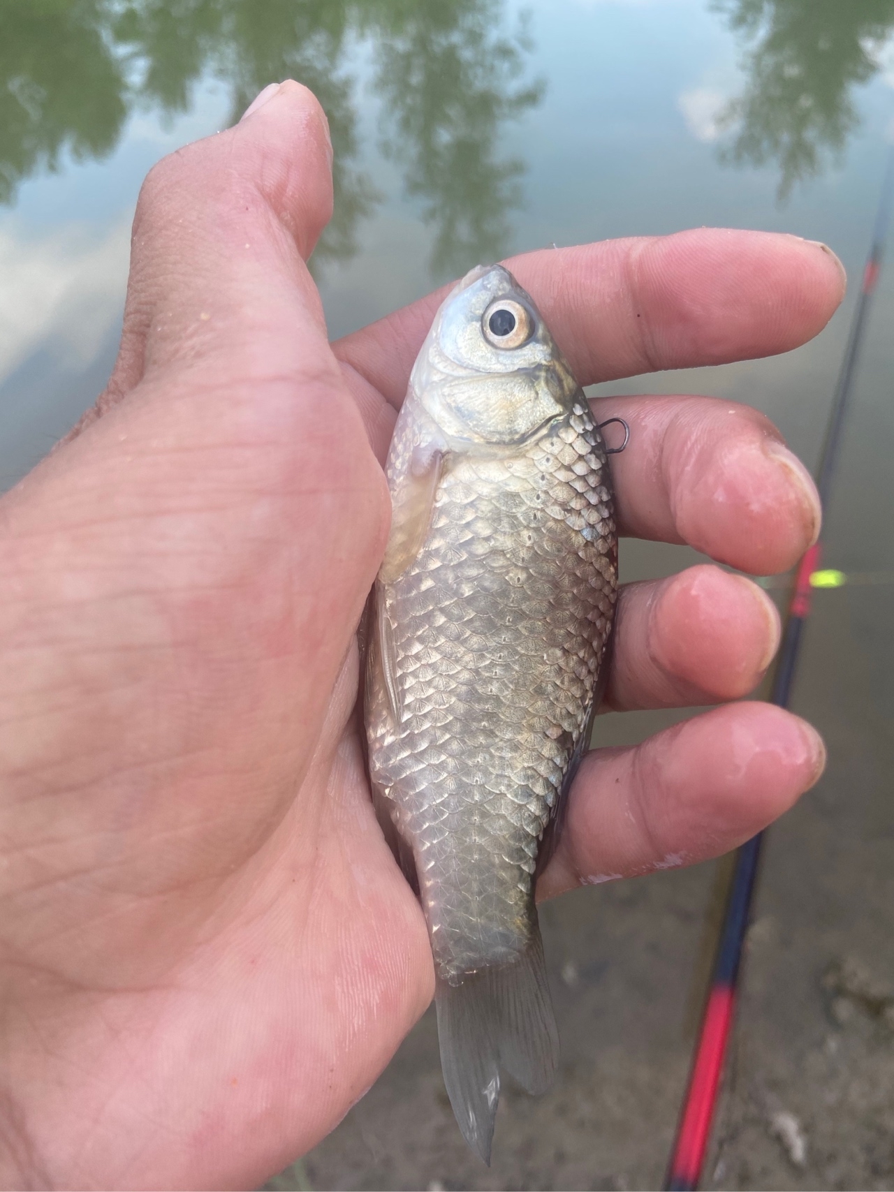 通杀香腥来擒鲫，高温天气莫恋战(图4)