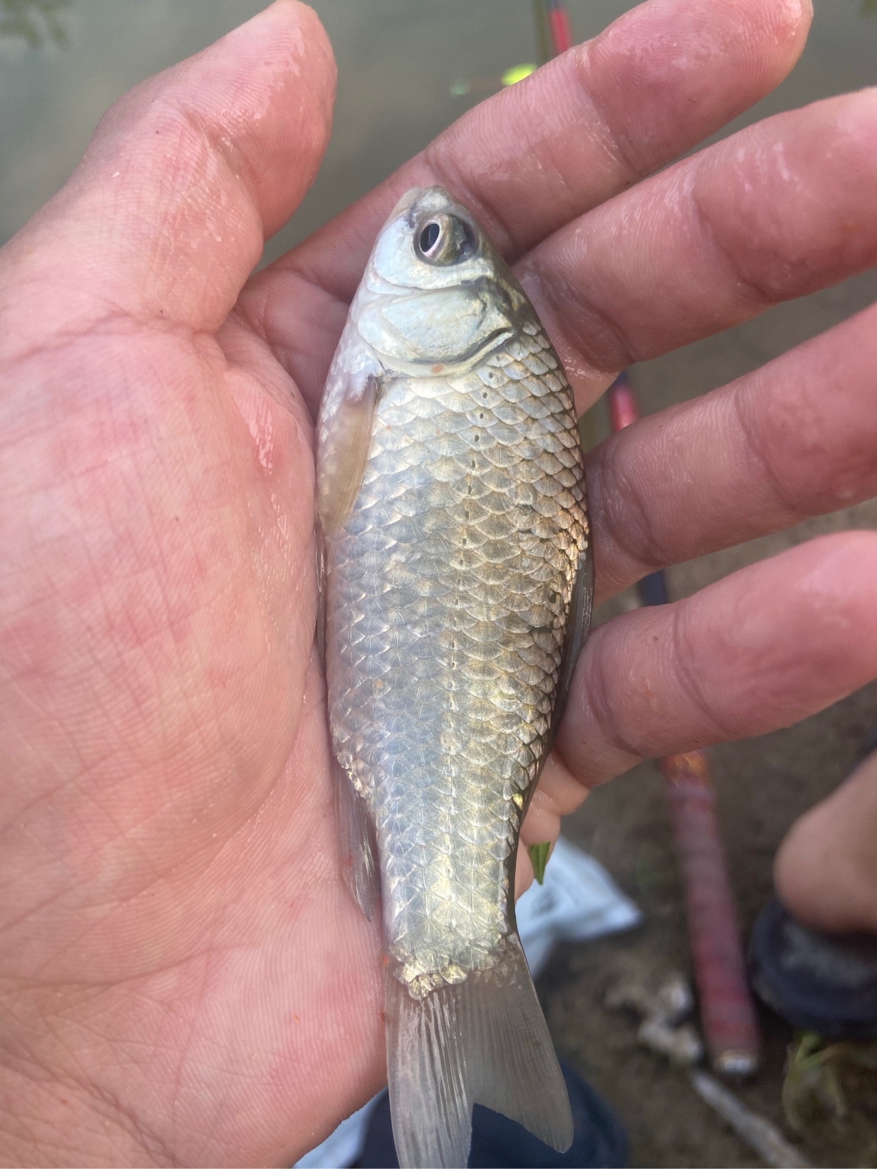 通杀香腥来擒鲫，高温天气莫恋战(图5)