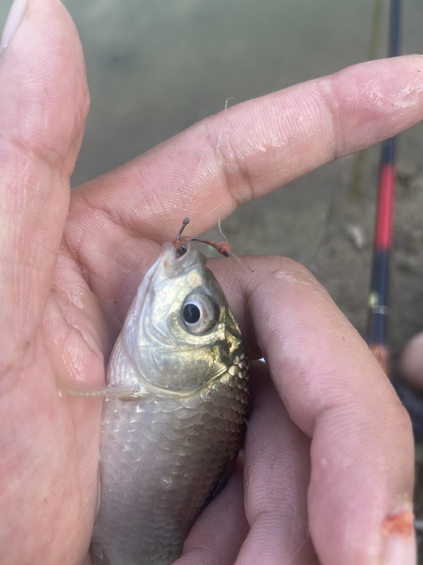 通杀香腥来擒鲫，高温天气莫恋战(图6)