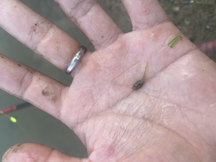 通杀香腥来擒鲫，高温天气莫恋战(图8)