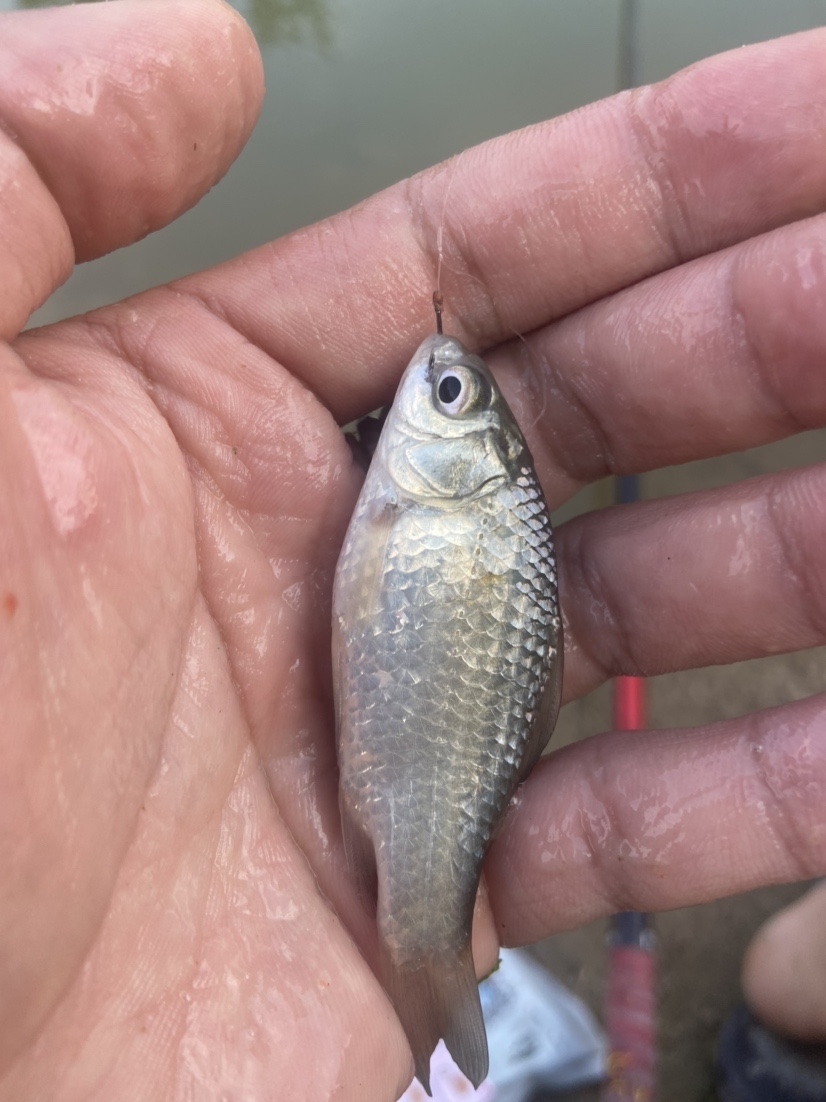 通杀香腥来擒鲫，高温天气莫恋战(图9)