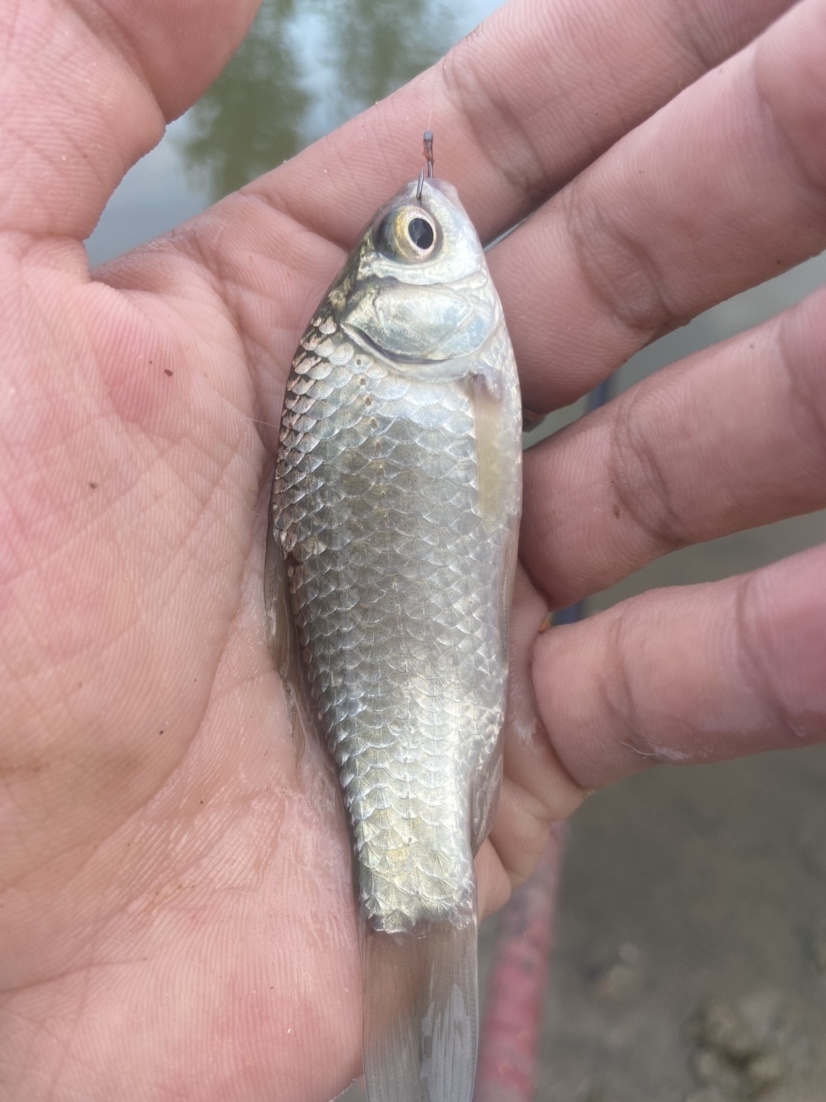 通杀香腥来擒鲫，高温天气莫恋战(图10)