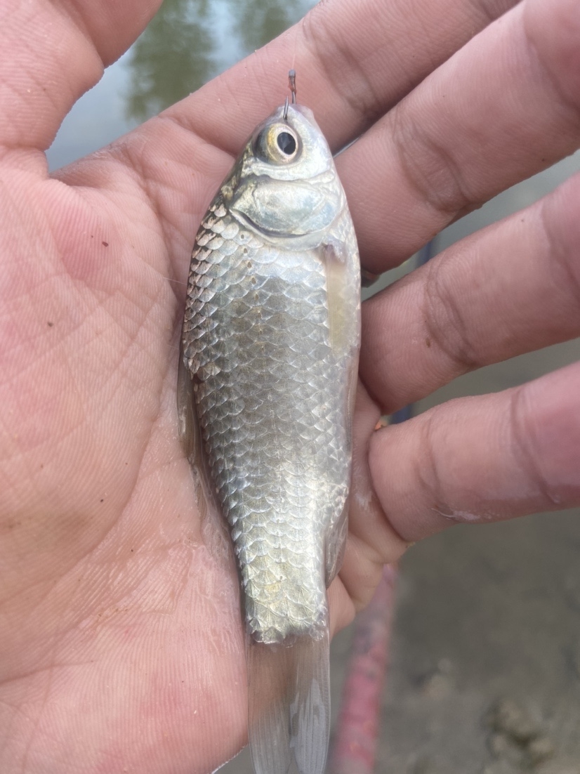 通杀香腥来擒鲫，高温天气莫恋战(图11)