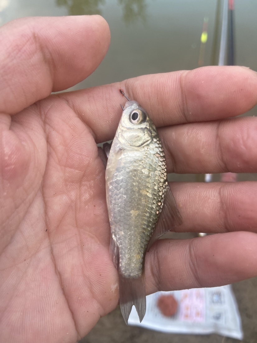 通杀香腥来擒鲫，高温天气莫恋战(图12)