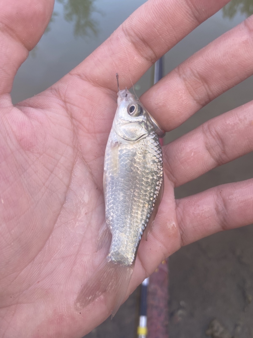 通杀香腥来擒鲫，高温天气莫恋战(图13)